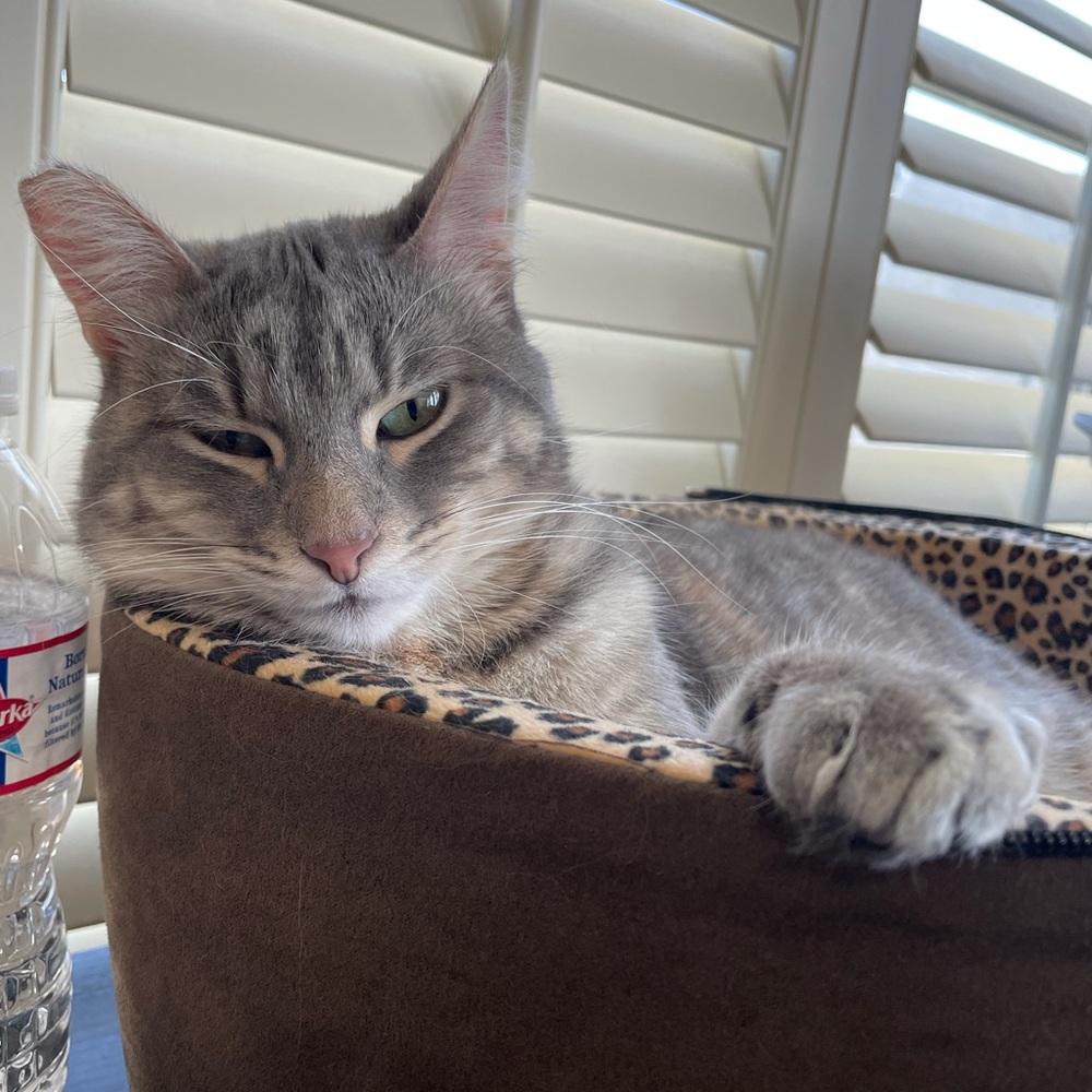 Meet your Posher, Brittany